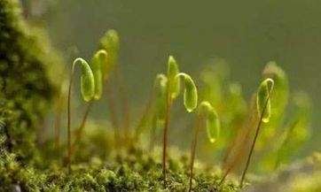 深度解析狮子座男生的爱情观：他们如何看待爱情，以及如何在关系中表现自己？