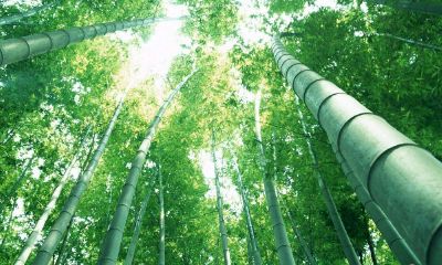 在梦中观赏到高耸入云的竹子冉冉升起的景象