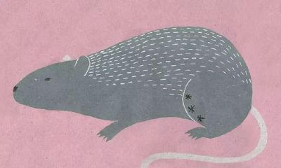 2020年生肖「鼠」的全面运势：展望新的一年，生肖「鼠」会如何应对挑战并享受成功？