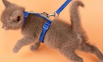 农村地区化粪池建设应注意的风水禁忌和传统讲究是什么？