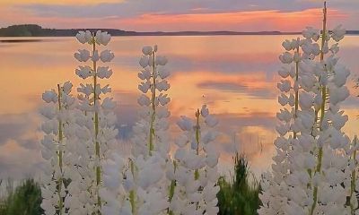 掌握处女座情感禁区的指南：了解如何避免触碰他们感性的痛点