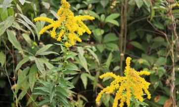 双子座今日及未来多年运势全面解析：2023年双子座运势详细分析