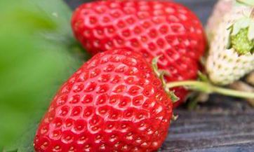 与事业展望解析：2023兔年属猴人的财富与生涯趋势