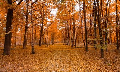 揭秘丙午日命中注定的伴侣：详解丙午日柱对婚姻的影响与解析