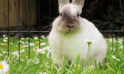 探讨属兔人一生可能遭遇的三大劫难以及其影响的领域