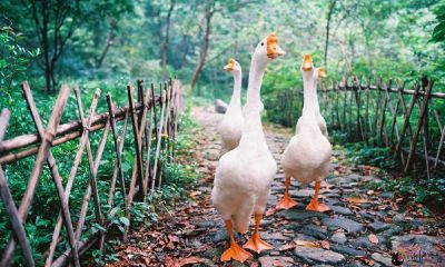被他人殴打致死的自家宠物鹅之梦：一位梦者的心理体验解析