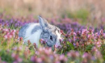 探究1975年出生的兔子在2023年及其以后的运势如何？