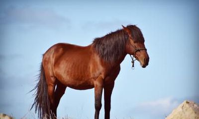 生肖属马人过了44岁之后就顺了吗？属马2023要躲着谁？