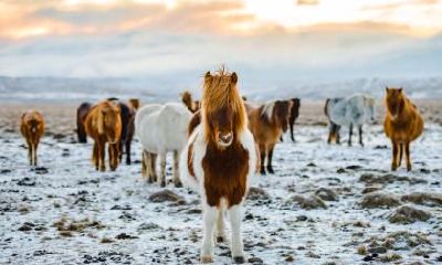 2023年属马人要转运了吗？有什么注意事项？