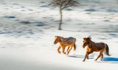 1990年出生的属马人最难熬的年龄在什么时候几岁？