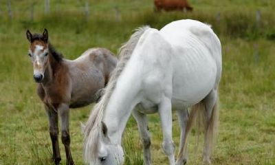 78年属马人会在45岁这年走大运吗？运势会不会好转？