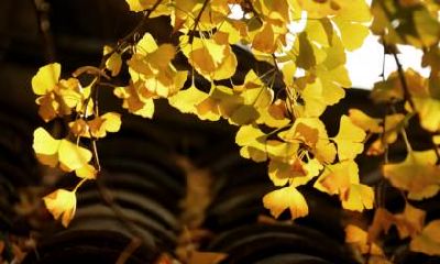 秋分和中秋节哪一年会在同一天