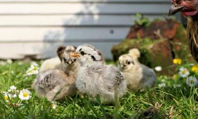 93年属鸡什么颜色旺财，忌讳什么颜色？