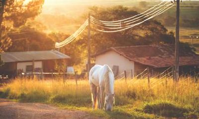 90年马女命中注定的丈夫是什么属相？不宜跟什么属相结婚？