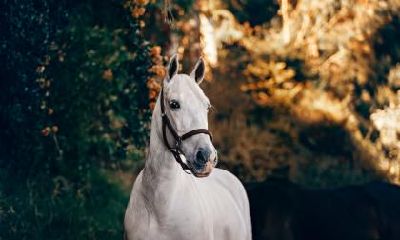 1990年出生的属马女旺夫吗？跟什么生肖男合适？