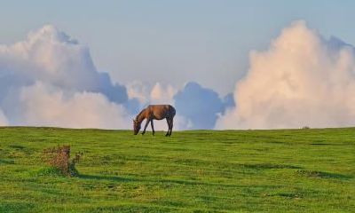 1978年的属马人第二次婚姻会在什么时候？