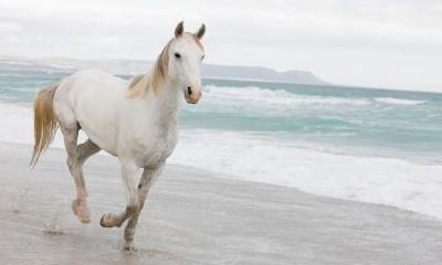 属马人过了30岁就会顺利了吗？为什么？