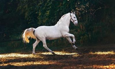 属马人在2023年下半年会发生什么？好还是坏？