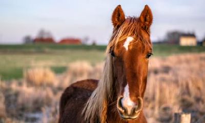 1990属马一生有几次劫难？分别在几岁？