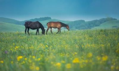 1966年属马人几岁是大劫年？会发生什么？