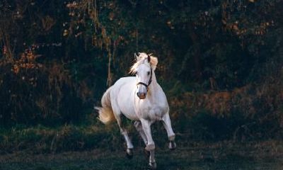 2023年中属马人会出什么大事？会有什么影响？