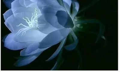 心理测试：挑一朵你认为最美的昙花，测测谁会对你一直不离不弃？