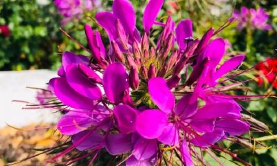 紫薇斗数：命宫