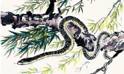 生来命里含金的5个生肖女，上百万个男人都追