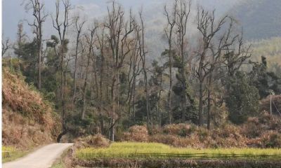 那些村里的风水树