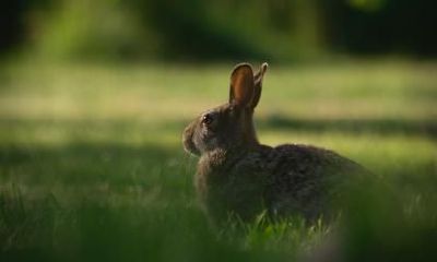 1987年属兔命中三劫分别在什么年龄段？是哪三劫？