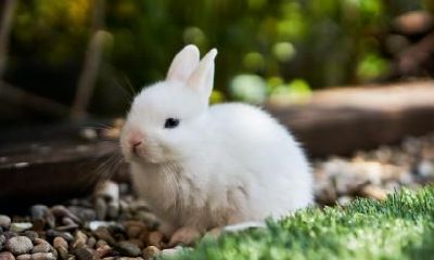 2023属兔的要小心一个人？属兔人的小人生肖是谁？