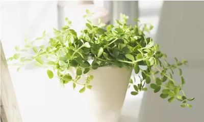 家中花草茂盛的风水征兆 事业蒸蒸日上