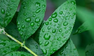 白露是第几个节气？白露代表已经入秋了吗