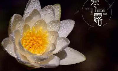 寒露和菊花有什么关系？哪个节气要赏菊花