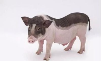 八字批算猪年农历八月癸酉月运程