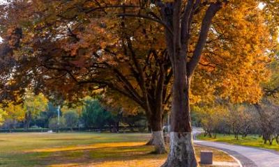 秋分出生的鼠宝宝命好吗？属鼠人出生的好时辰