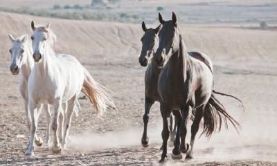 1978年出生的属马人转折点在什么年份？几岁发财？