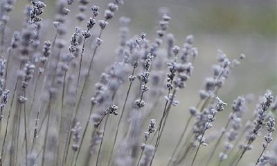 2022年农历十月廿九小雪当日宜忌有哪些？是好日子不