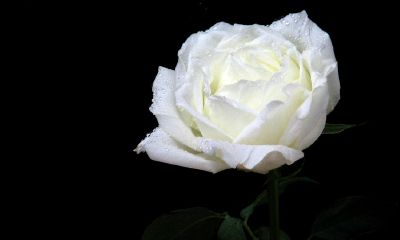 2022年农历出殡吉日，2022年春季有几天出殡的吉日？