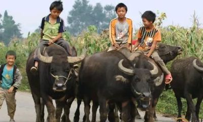 家有化骨龙，应为讨债子，啥意思，“化骨龙”指的是家里什么人？