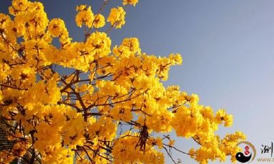 狮子座有着什么异于常人的本领？