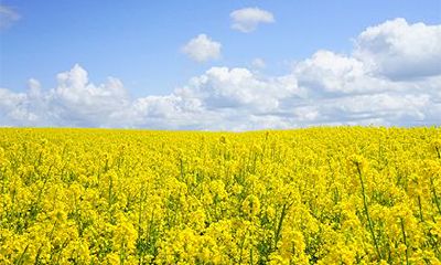 2022年农历十二月十二日黄历适宜开工吗？