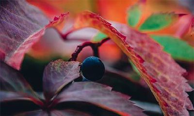 农历十二月有什么星座？2022年属虎宝宝的性格