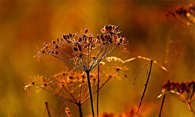 农历十二月是腊月吗？十二月的别称叫什么