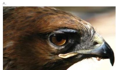 心理测试：第一眼，哪一只老鹰眼神最犀利？测你能否分辨人心