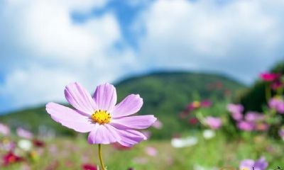 当双子座遇上真爱，心动的模样其实很明显