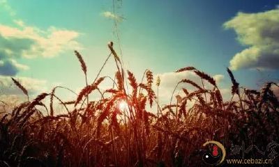 属狗人这一辈子，只有两件事靠得住