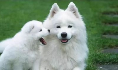 算命的说，穷鬼一个，还爱在别人面前炫富的三大生肖，最会说谎！