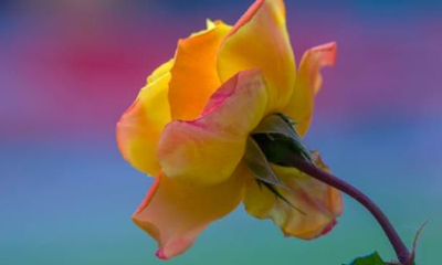 “一生不缺男人”的三生肖女，聪明能干很好看，很有异性人缘