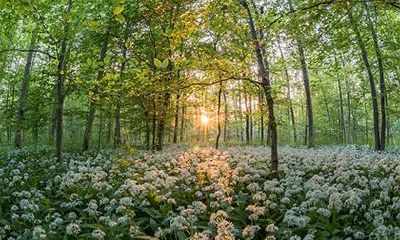 松柏木命是哪一年出生？松柏木命五行缺什么？